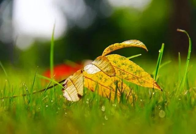 「诗词原创」西沉|路远秋已至沧海化田桑