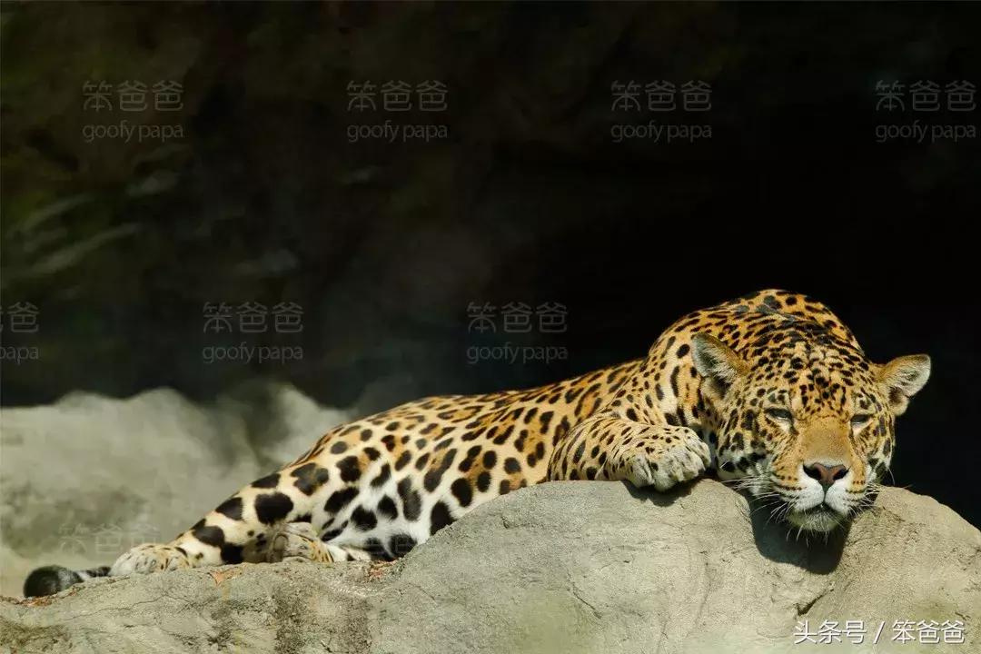 非洲大草原上五大兽之一：傲娇的花豹