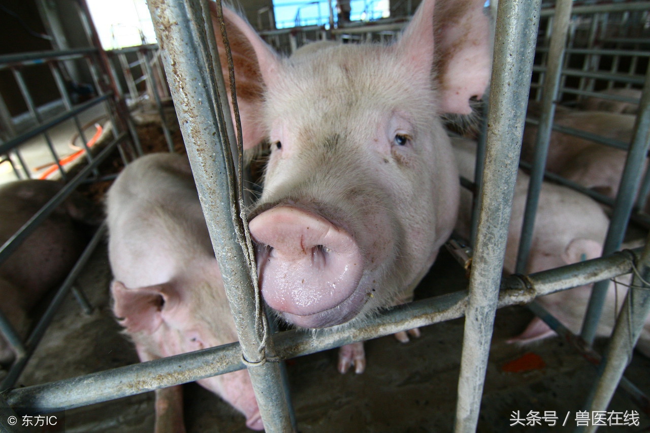 养猪必备特效药,这五种特效药助你养猪不再难