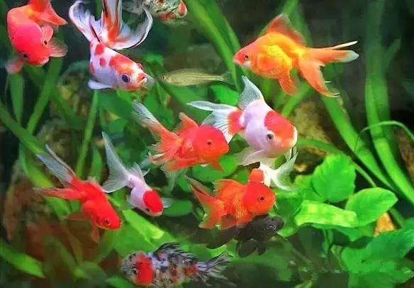 金鱼养眼,十大观赏小型金鱼