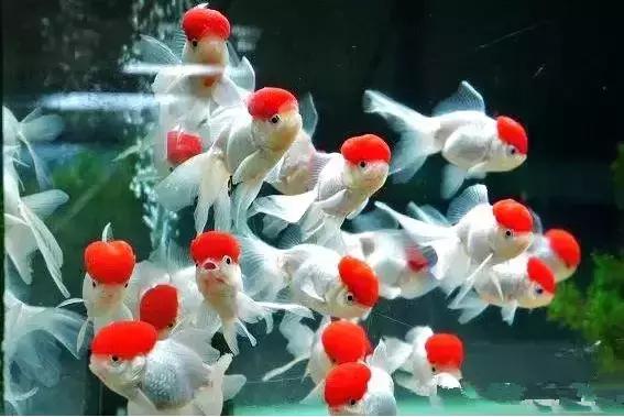 金鱼养眼,十大观赏小型金鱼