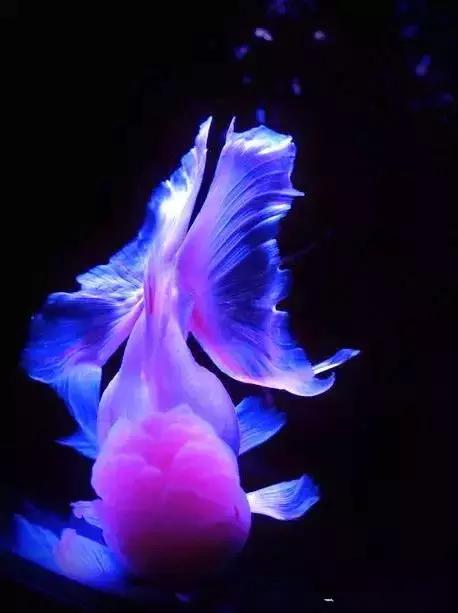 金鱼养眼,十大观赏小型金鱼