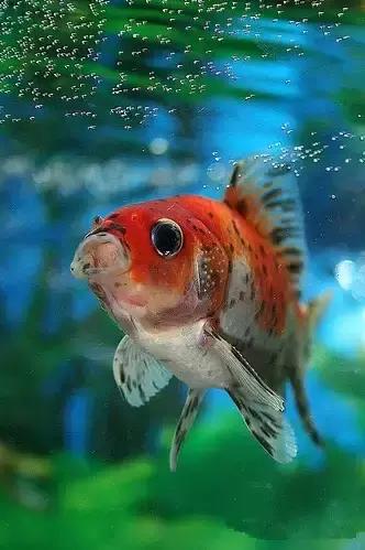 金鱼养眼,十大观赏小型金鱼