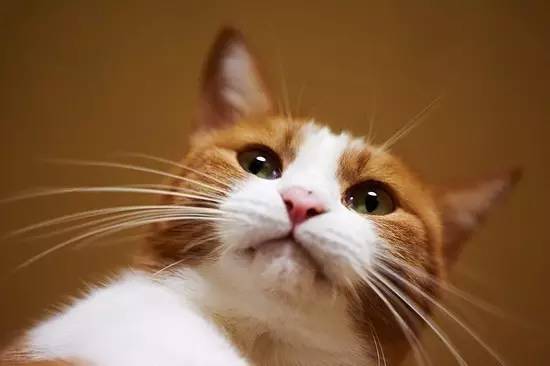 猫咪的胡须有什么作用,猫咪胡须有药用价值
