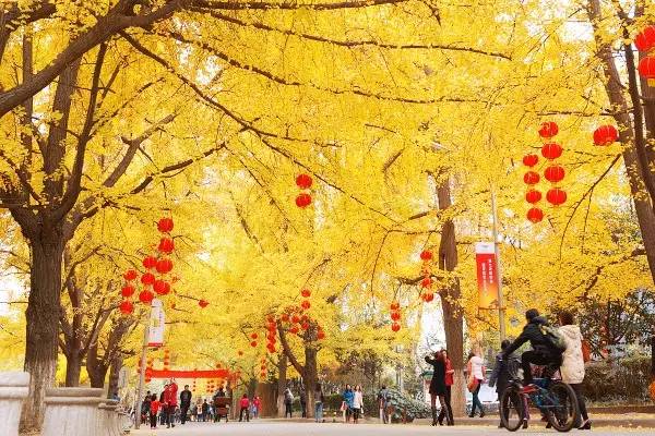 成都必备指南,成都最详细的攻略都在这了