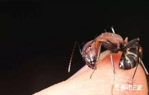 被马蜂蛰了怎么救治,男子被马蜂蜇伤146处伤