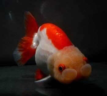 兰寿都是短尾巴吗,兰寿为什么短尾