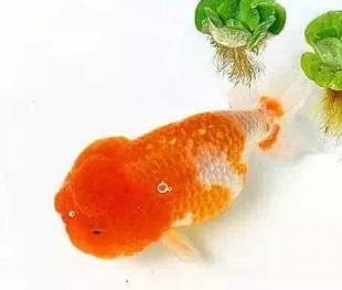 兰寿都是短尾巴吗,兰寿为什么短尾