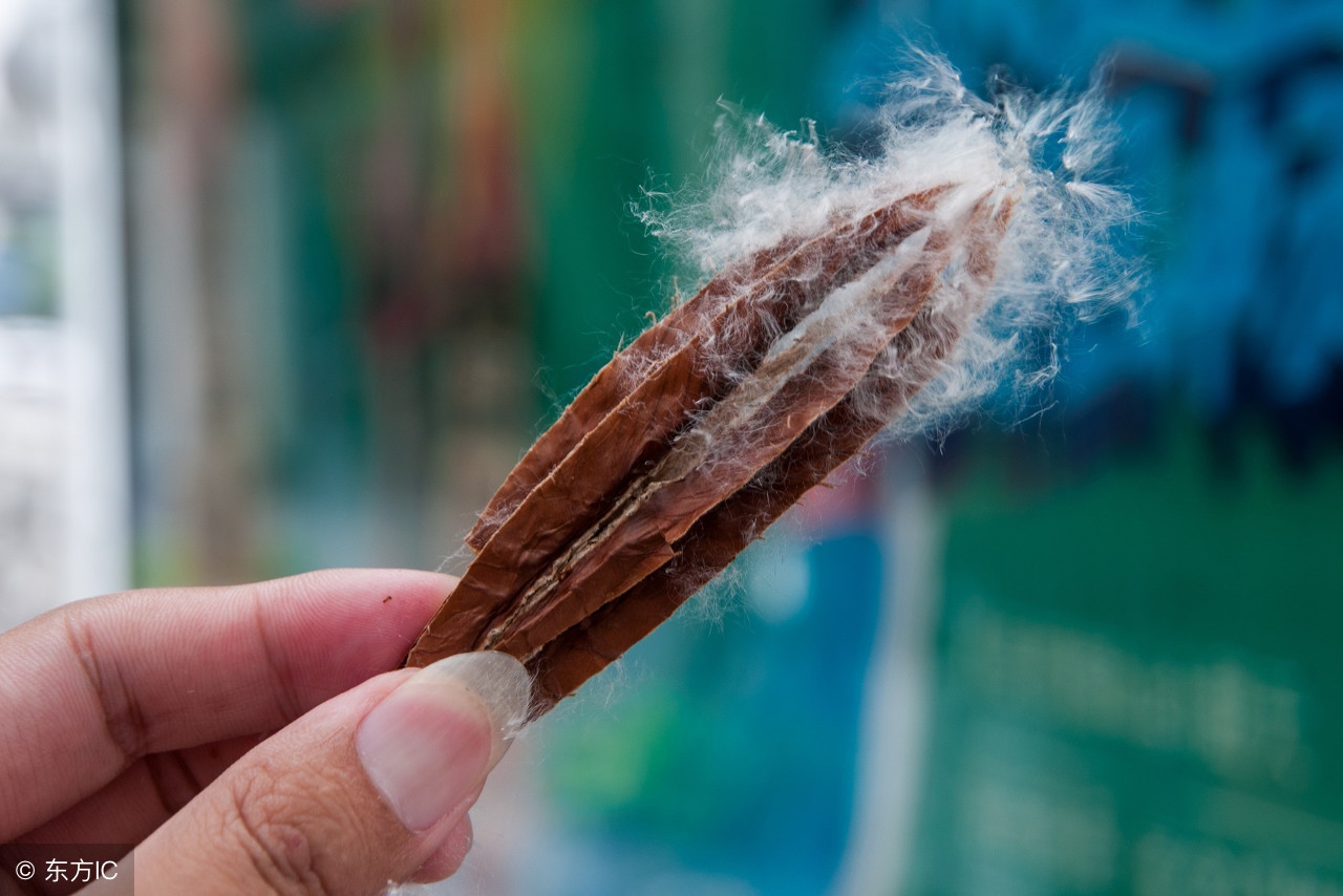 儿童鼻炎不要瞎吃药中医教你一招,鼻炎患者分不清鼻炎还是感冒