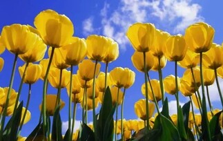 花语大全40种花的花语,花语大全50种花的花语读出来