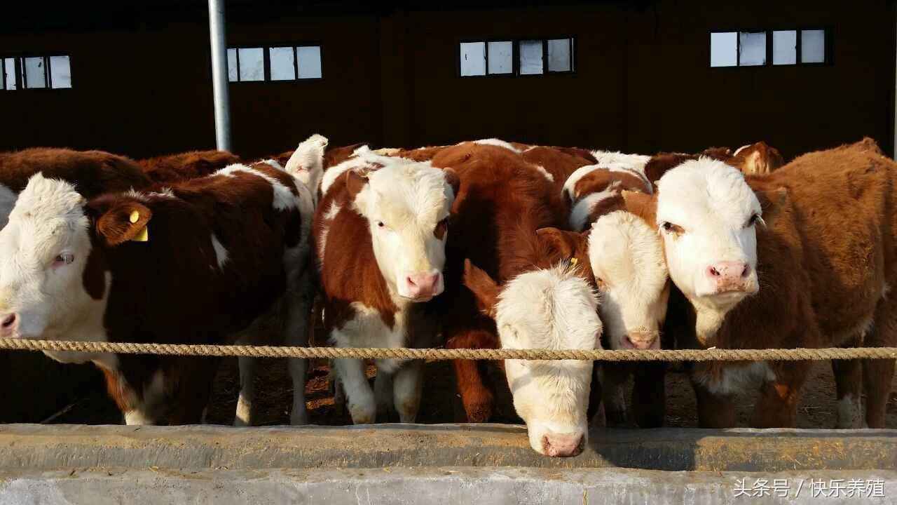 养牛用的预混料怎么喂牛效果好,养牛还要给牛打针吗