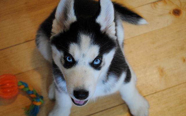 不小心踩到狗狗狗狗会记仇吗,不小心把狗狗踩到了会恨我吗