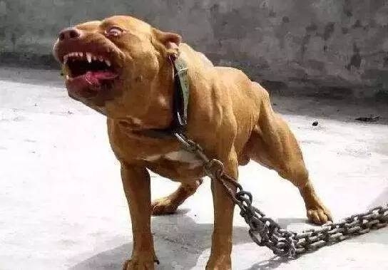 不小心踩到狗狗它会咬人吗,不小心踩到狗狗的脚会不会骨折