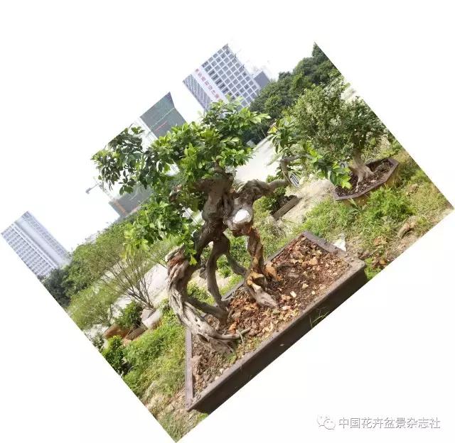 原生桩造型,原生苗盆景定型