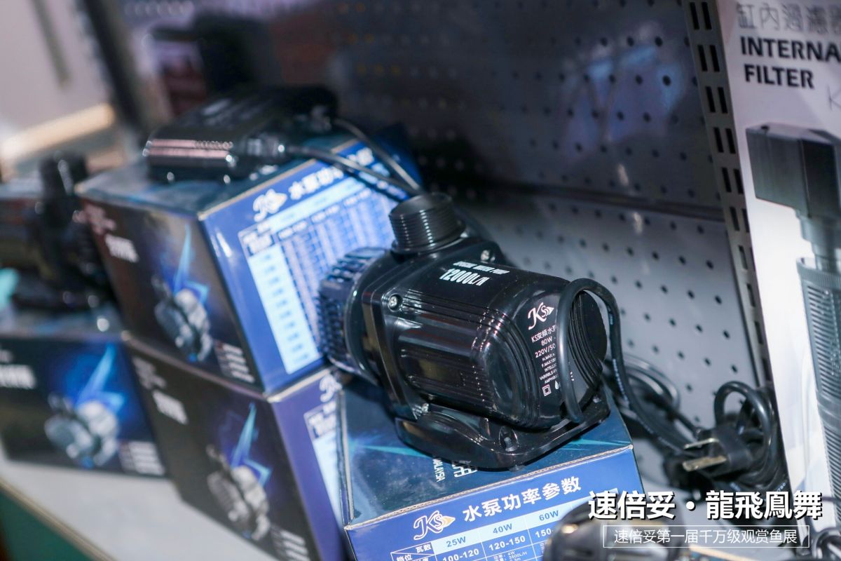 十大顶级巨型观赏鱼视频播放,顶级观赏鱼高清全屏视频