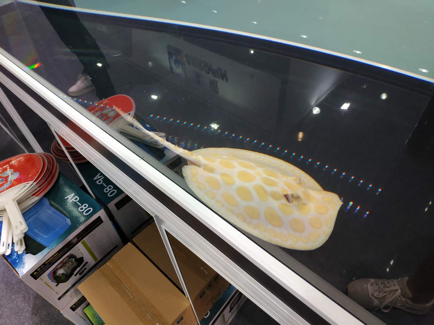 十大顶级巨型观赏鱼视频播放,顶级观赏鱼高清全屏视频