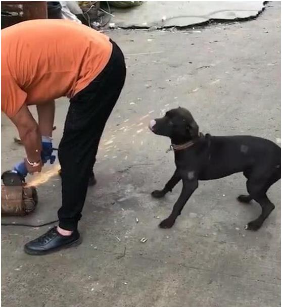 主人切火腿边牧趴在旁边,主人在切菜狗狗偷吃假装杀狗