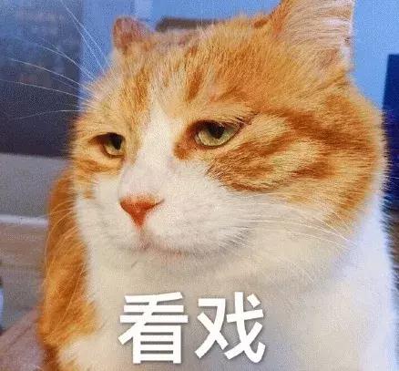 我家猫被别的猫打了,猫被别的猫打了我帮它报仇