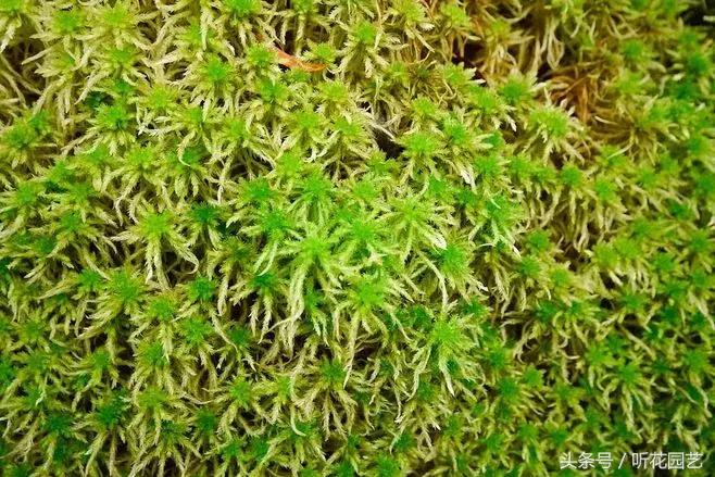 苔藓王国,奇妙的苔藓世界