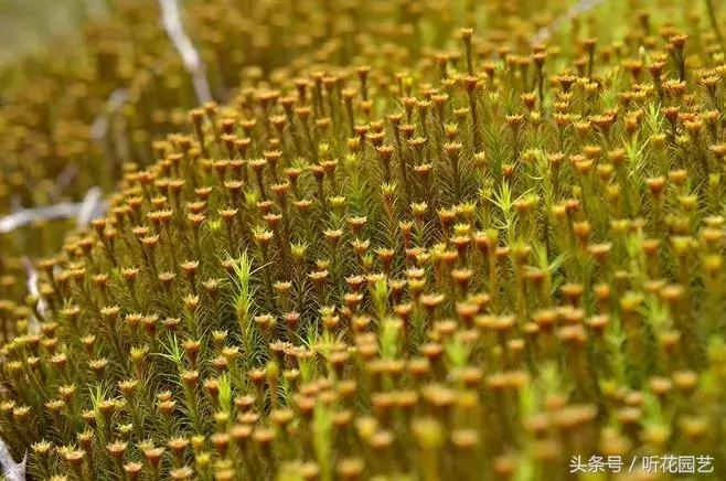 苔藓王国,奇妙的苔藓世界