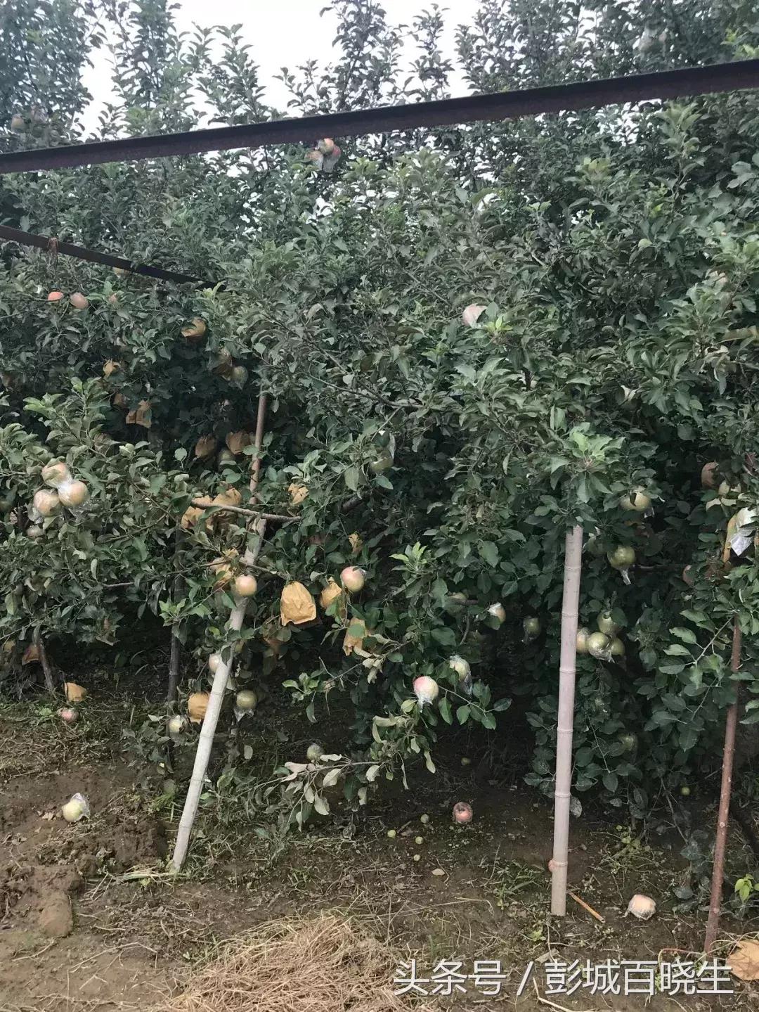 国庆节丰县附近旅游景点推荐,国庆节徐州去哪里玩好