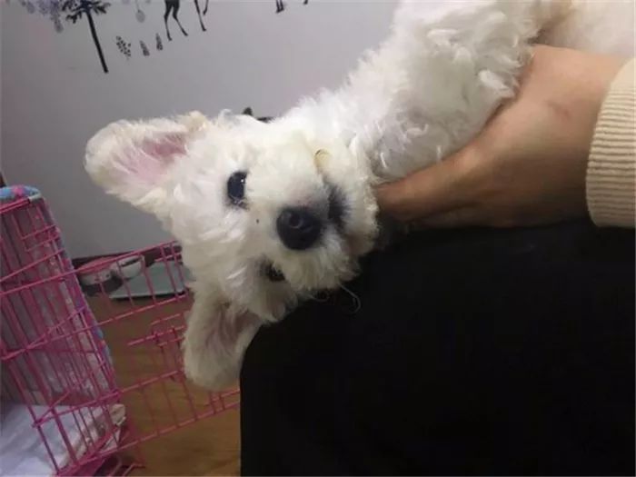 比熊精神状态好呕吐怎么回事,比熊狗狗呕吐吃什么药