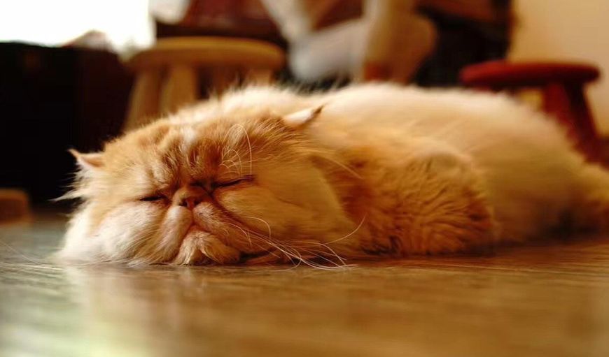 养猫早上如何睡安稳觉,养猫怎么日常清洁