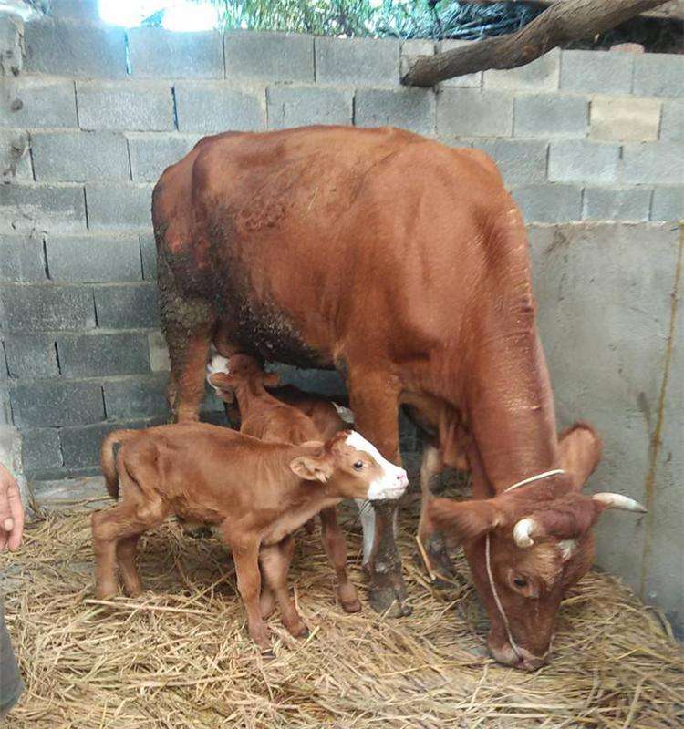 养殖母牛怎么赚钱,养牛要怎样才能致富