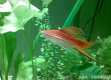 东北特产红茅,东北特产红蚂蚁