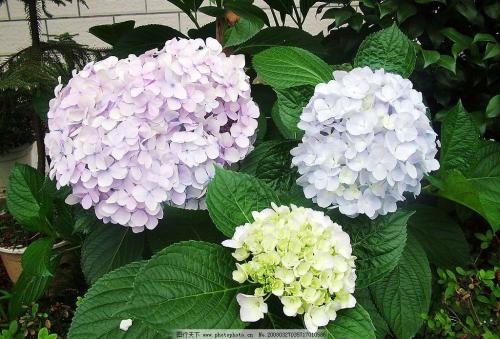 养花方法大全,花店一般怎么养花护花