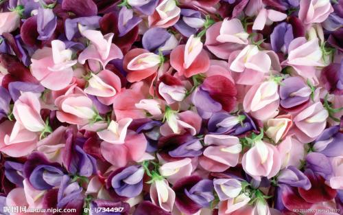 养花方法大全,花店一般怎么养花护花