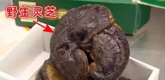 中国大妈出国探望儿子，行李箱被打开的那一刻，所有人都惊呆了！