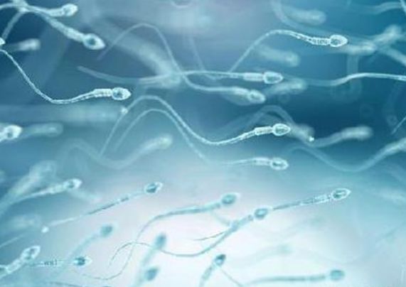 “精子”进入女人体内没“受精”去了哪？看完或许你就知道了！