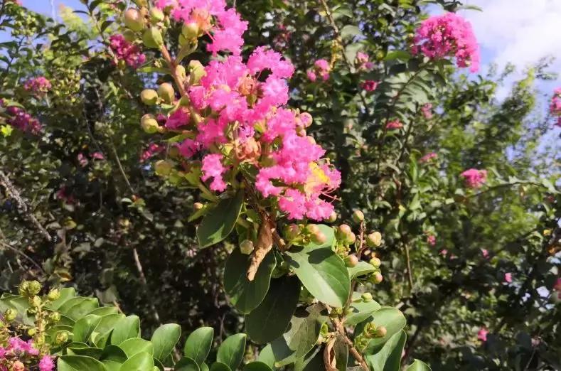 大厂五环公园羽毛球场,大厂五环公园游玩