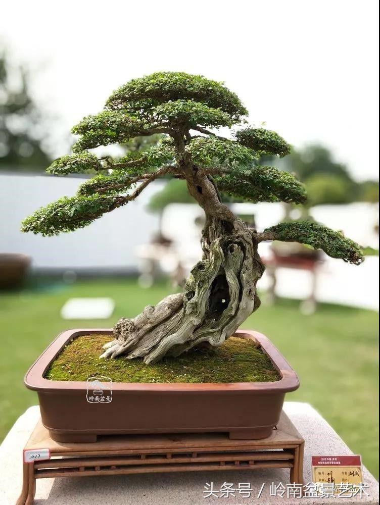 百年精品流苏老桩盆景,精品南天竺盆景