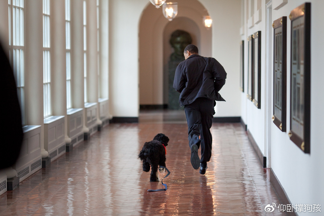 历史上三位总统没有养宠物,美国历史上46个总统