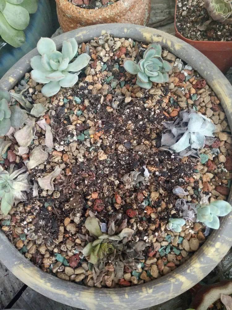 命运多舛，痴迷淡然，肉坚强们逆袭在秋天！