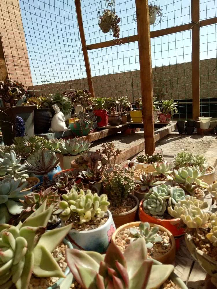 命运多舛，痴迷淡然，肉坚强们逆袭在秋天！