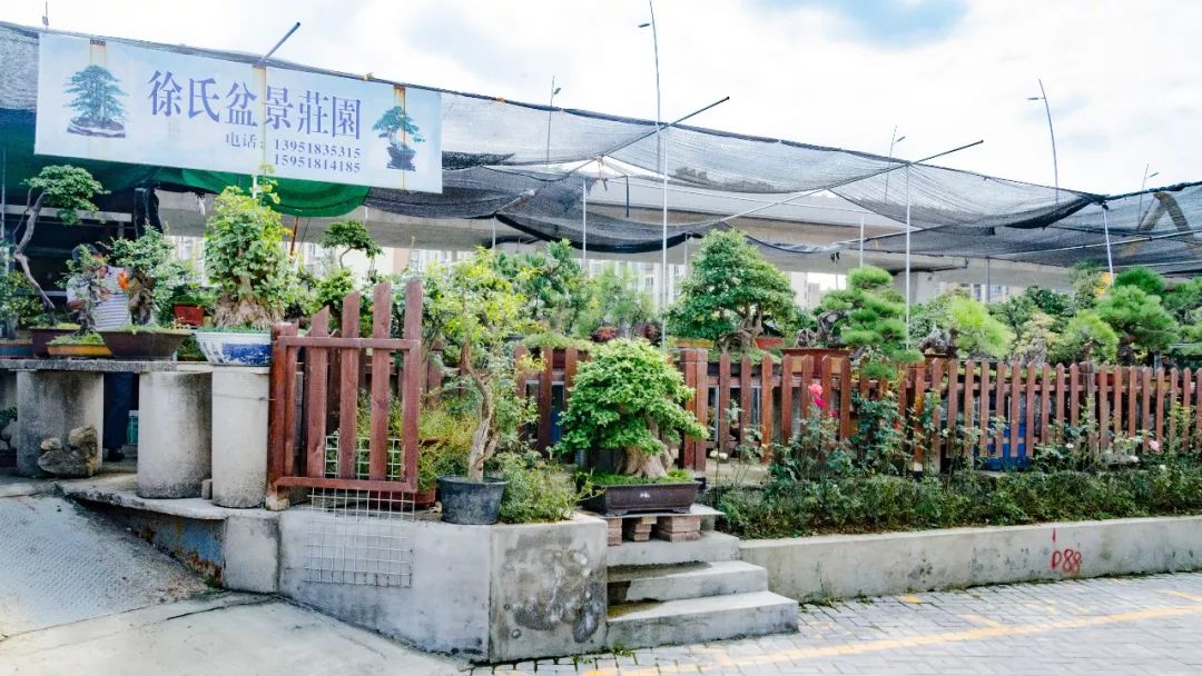 夫子庙花鸟鱼虫市场回忆,夫子庙花木鱼虫市场