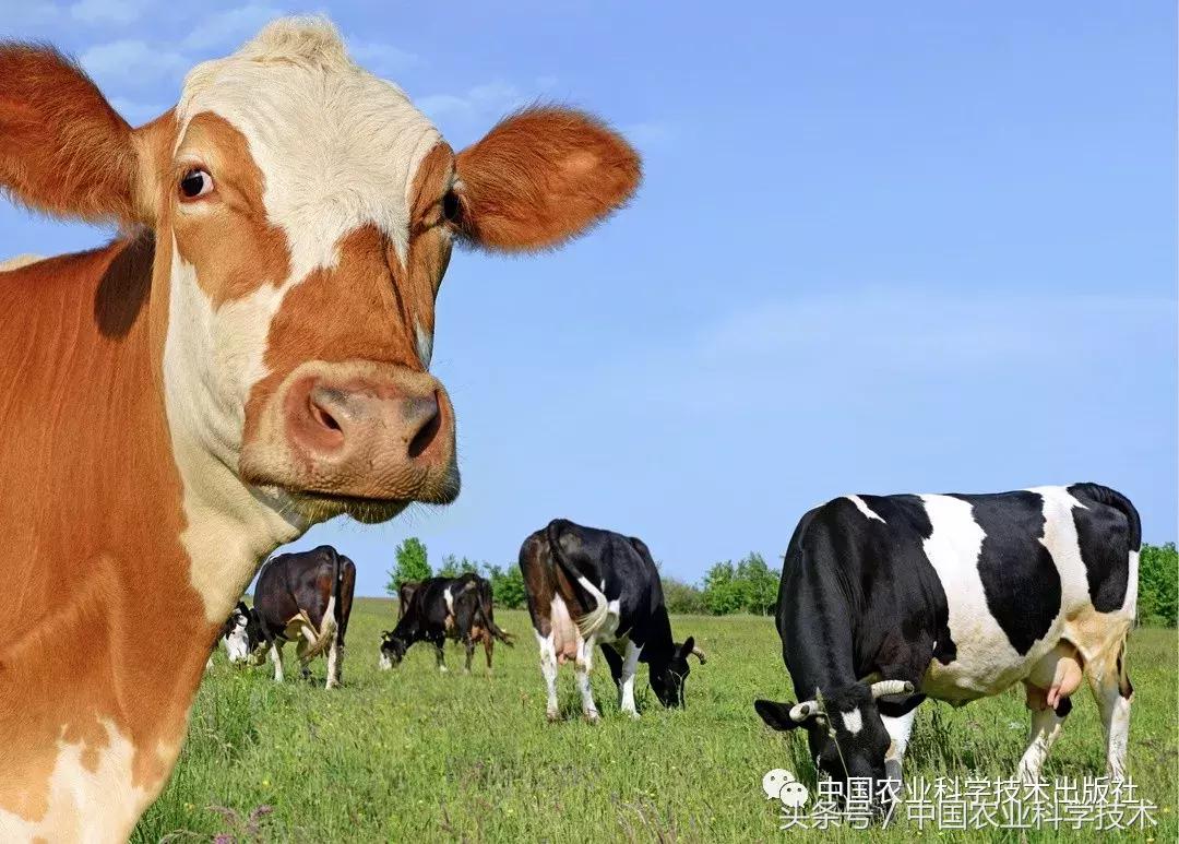 兽医诊断书籍推荐,畜禽疾病处方指南