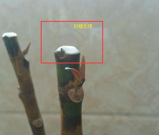 橡皮树太高了可以全部剪掉吗视频,橡皮树长得太高可以砍断吗