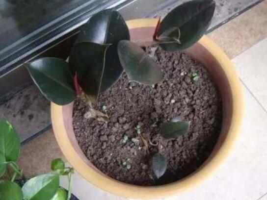 橡皮树太高了可以全部剪掉吗视频,橡皮树长得太高可以砍断吗