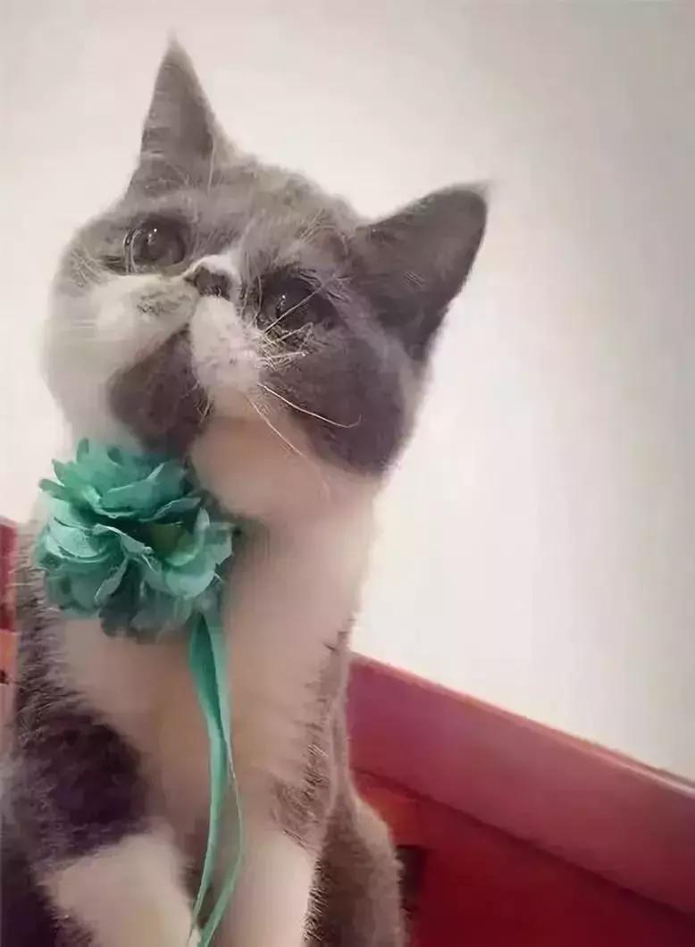 小满优选｜拥有两只喵的铲屎官，找人把110m²三室设计成这样！