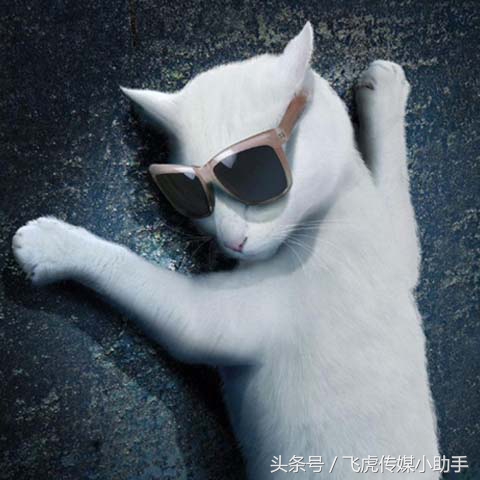 萌宠总动员第一季全集免费,萌宠总动员周末嗨翻天