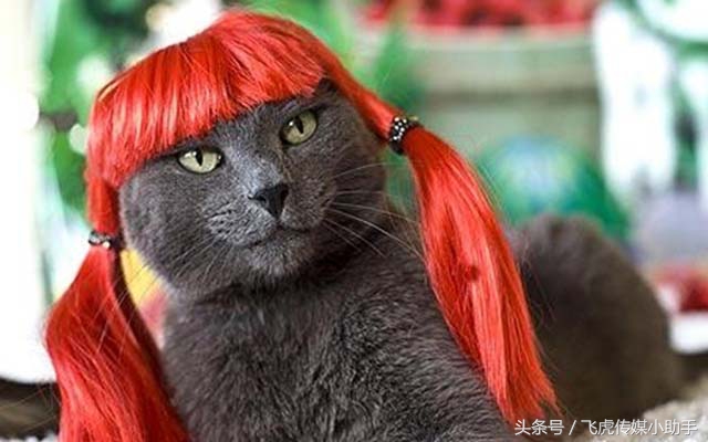 萌宠总动员第一季全集免费,萌宠总动员周末嗨翻天