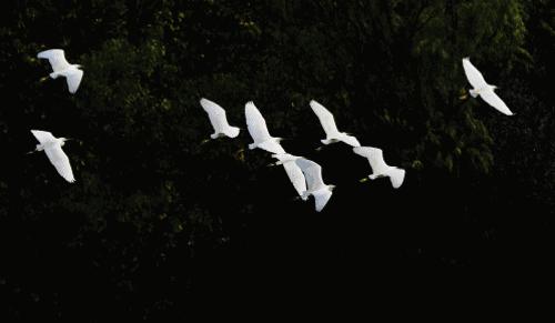 成都生活指南一览表,成都4天居住攻略