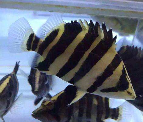 饲养虎鱼要不要加盐,黄金虎鱼最佳饲养方法