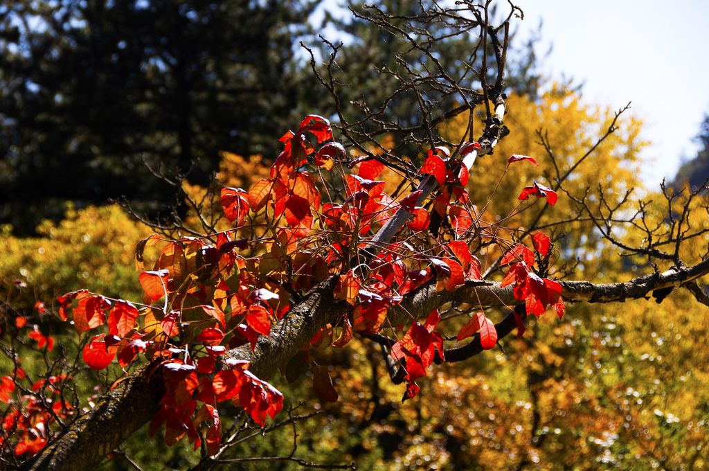 甘南秋天,甘南州的秋天