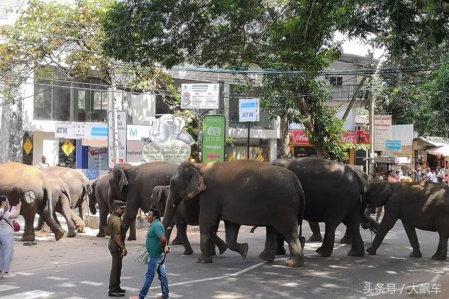 开学“B计划”之，印象斯里兰卡（一）！