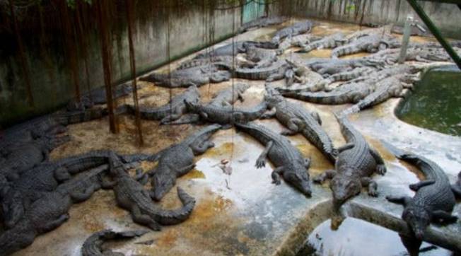 看了这些你还想养狗吗,看了这些你还敢整牙吗